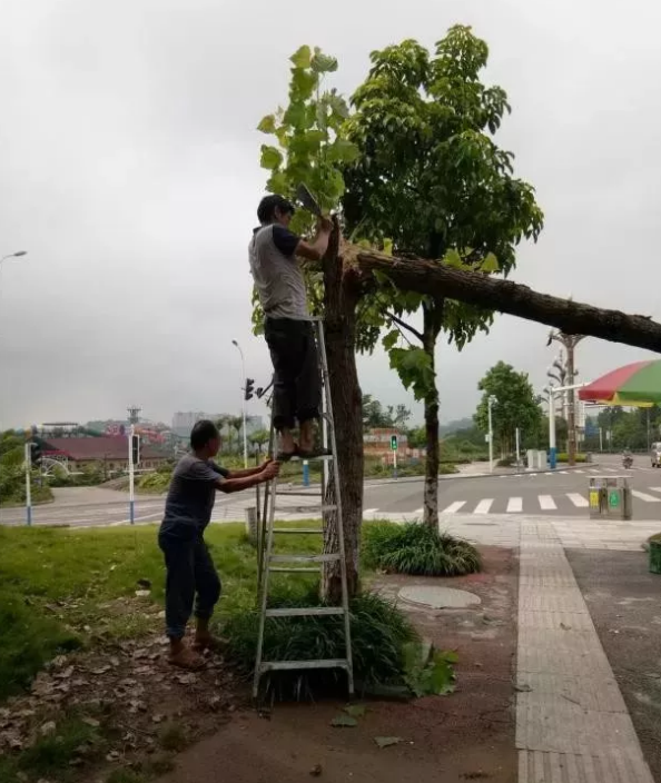 泸州园林工程