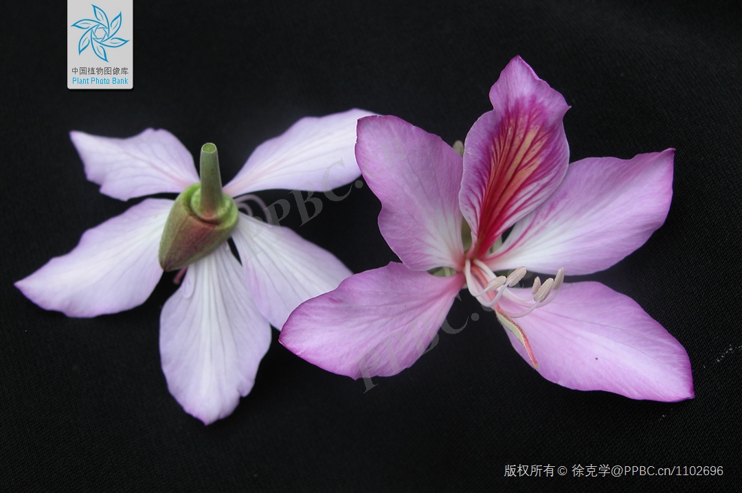 宫粉紫荆1.jpg