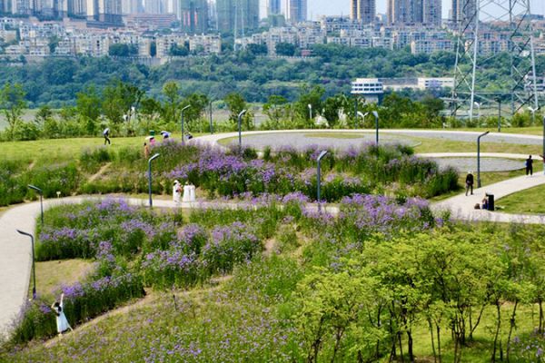 茜草滨江生态公园：邂逅浪漫花海