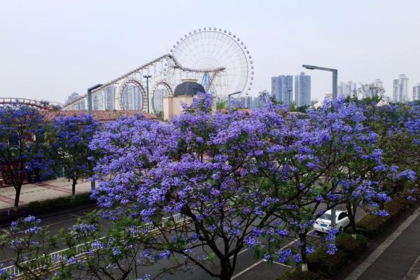 蓝花楹浪漫绽放，城投花木守护城市诗意