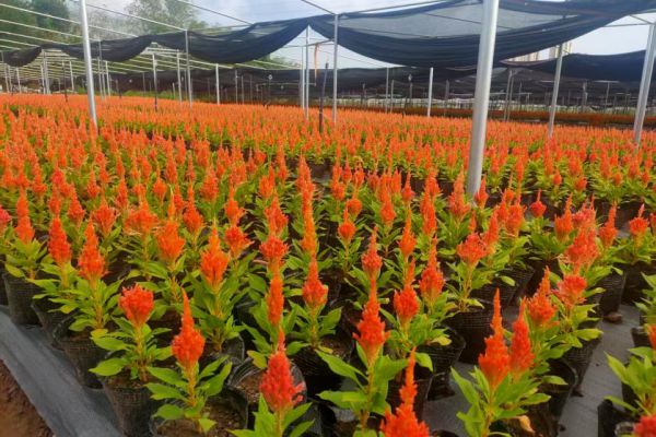 城投花木公司龙窝沟苗圃竣工投产 助力苗木产业升级