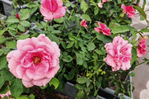 汗水润花影，匠心筑绿韵 ——城投花木公司高效完成月季养护与城市布景工作