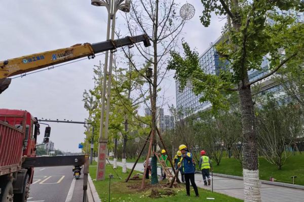 酒城秋日补绿焕新—兴绿园林公司开展秋季绿化专项行动