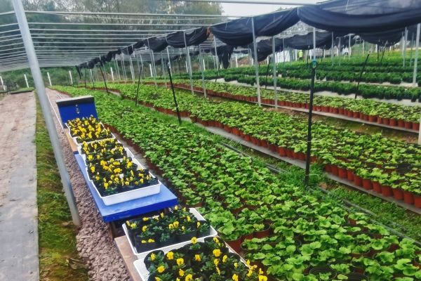 科技赋能花卉生产 龙窝沟苗圃电动轨道运输系统正式投运