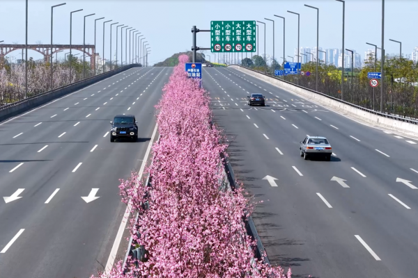 美人梅：这位来自远方的“混血佳人”  如何妆点酒城四季