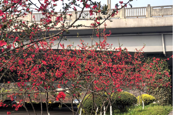 海棠织锦迎新岁 一路繁花醉酒城