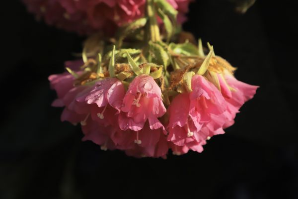 从西双版纳到泸州：非洲芙蓉在龙涧溪公园“安家”开花