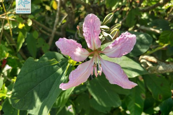 别再叫错啦！春日“粉紫三姐妹”，一文教你分清